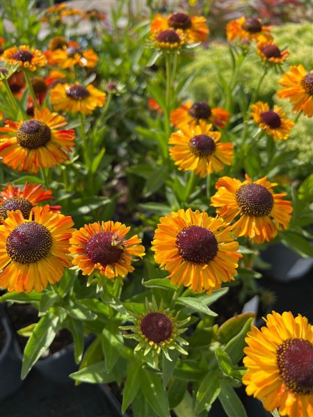 záplevák 