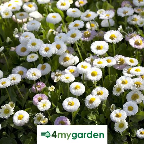 sedmikráska chudobka