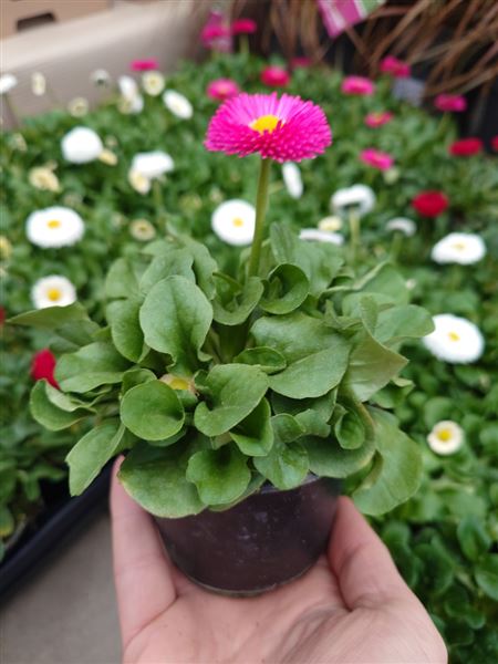 sedmikráska chudobka