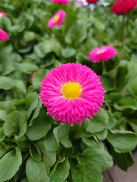 sedmikráska chudobka