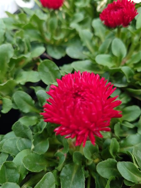 sedmikráska chudobka