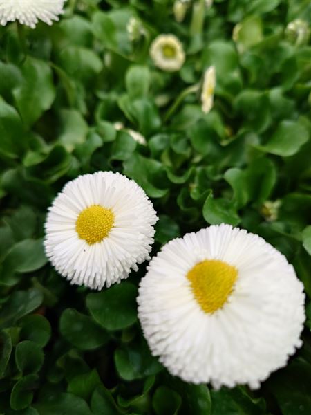 sedmikráska chudobka