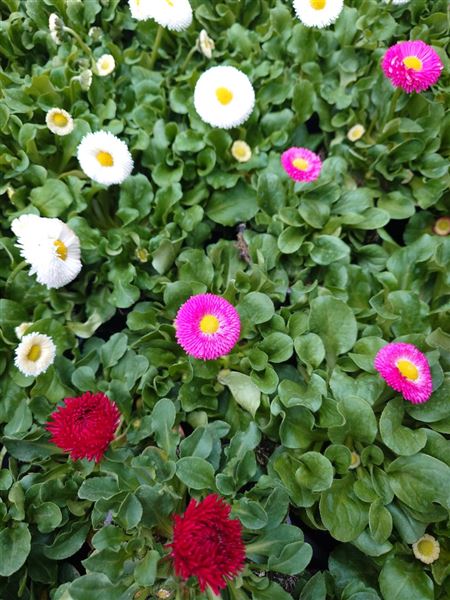 sedmikráska chudobka