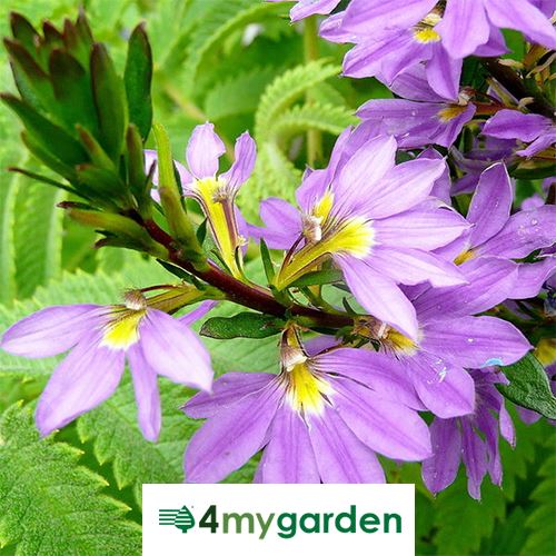 Vějířovka nezlomná