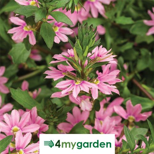 Vějířovka nezlomná