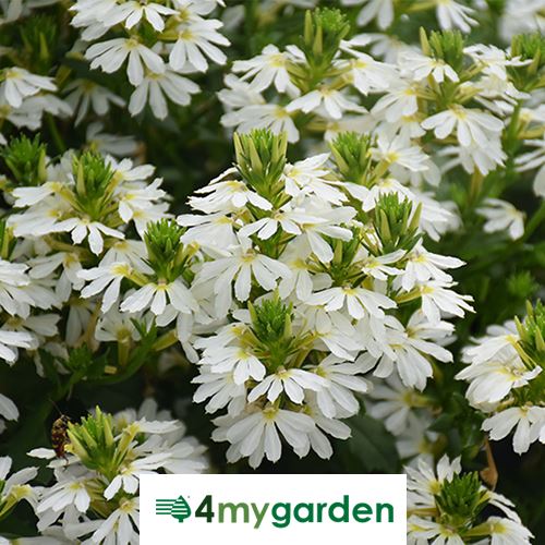 Vějířovka nezlomná