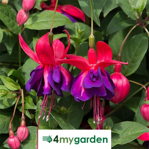 Fuchsie