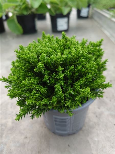 Hebe mix zelené