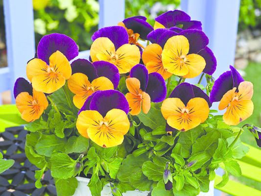 maceška drobnokvětá 