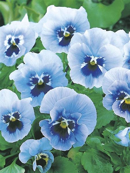 maceška velkokvětá 