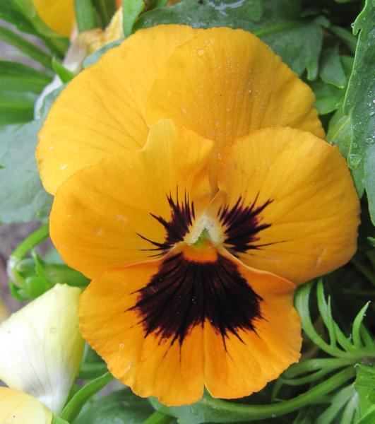 maceška velkokvětá 