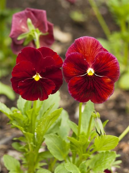 maceška velkokvětá 