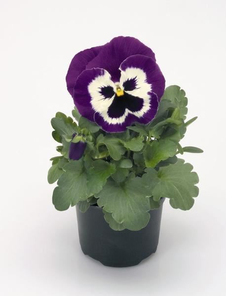 maceška velkokvětá 