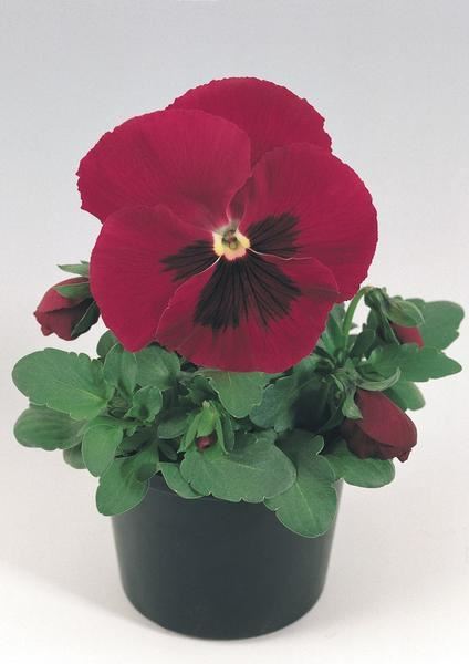 maceška velkokvětá 