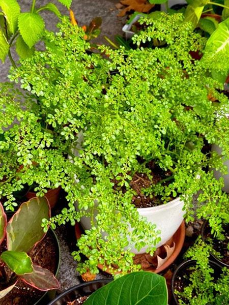 kanonýrka mechovitá