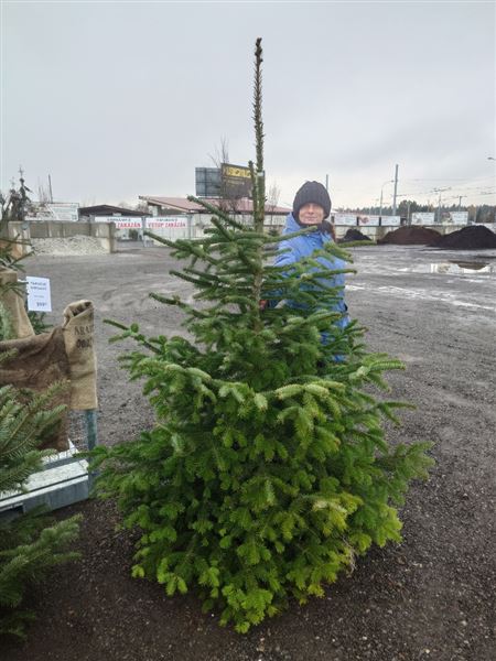 Vánoční stromek M