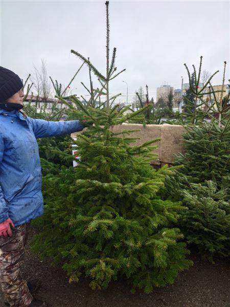 Vánoční stromek L