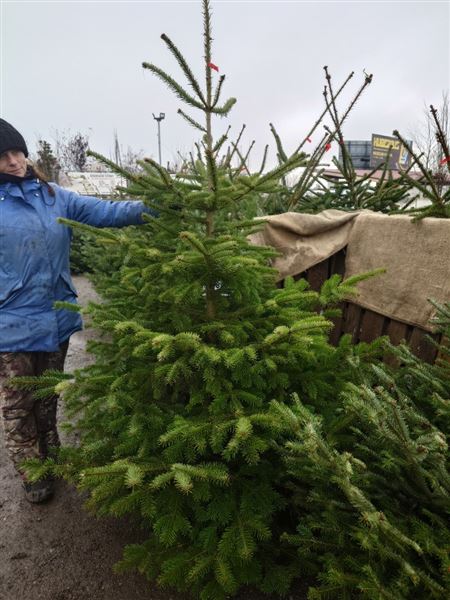 Vánoční stromek L