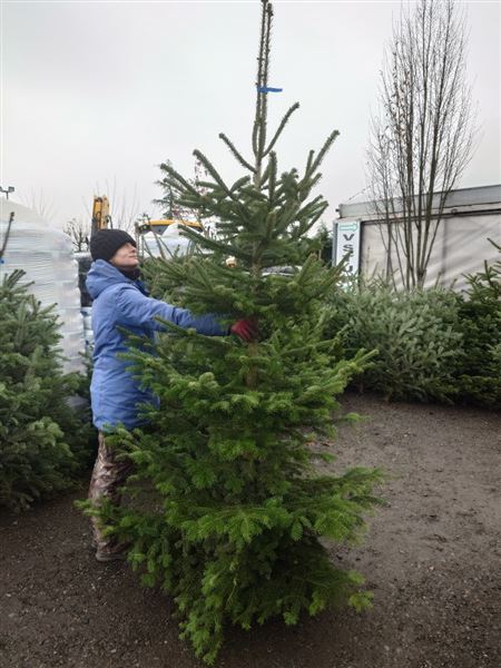 Vánoční stromek XL