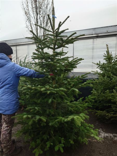 Vánoční stromek XL