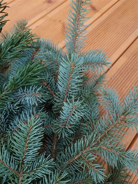 Svazek chvojí z jedle a smrku