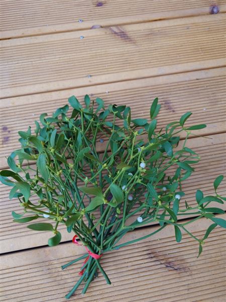 Svazek jmelí Klasik