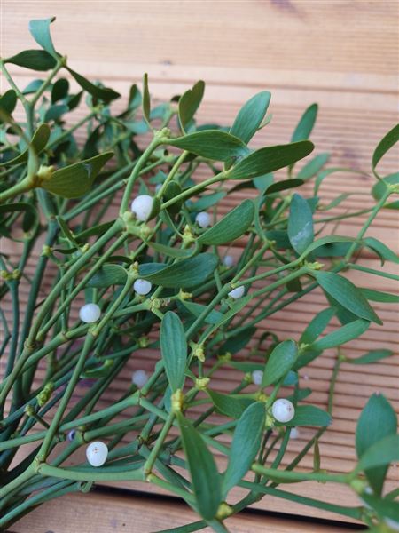 Svazek jmelí Klasik