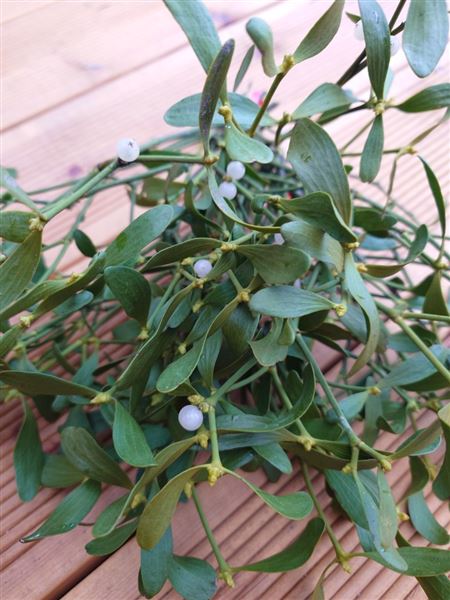 Svazek jmelí Klasik