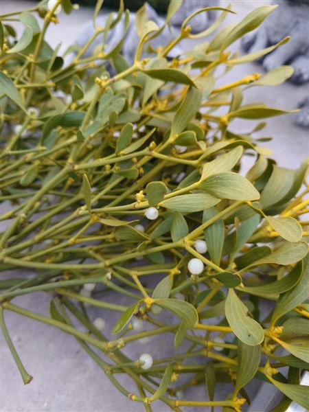 Svazek jmelí Klasik