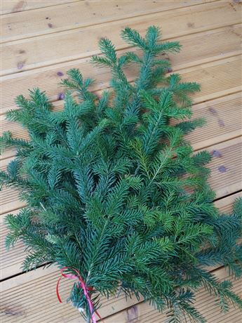 Svazek chvojí - jedle kavkazská