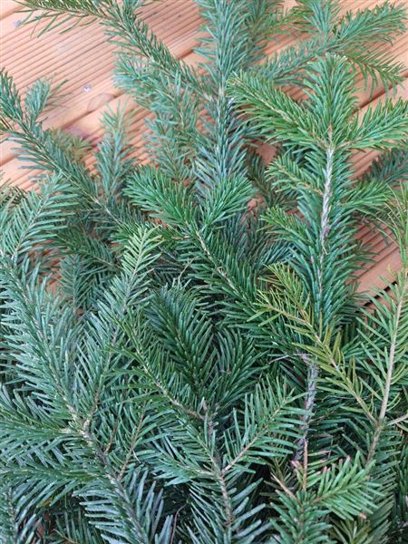 Svazek chvojí - jedle kavkazská