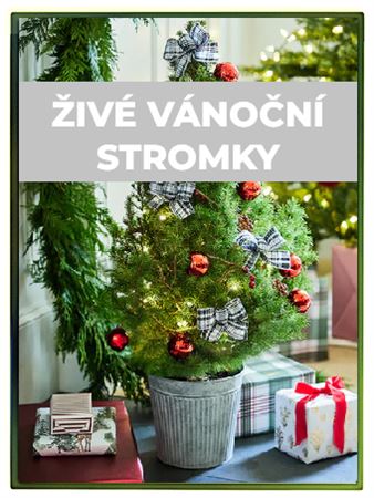 Živé vánoční stromky