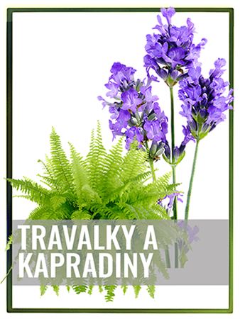 Trvalky, kapradiny a cibulovin