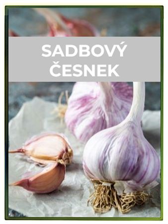 Sadbový česnek