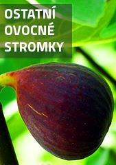 Ostatní ovocné stromky