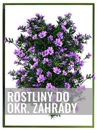 Rostliny do okrasné zahrady