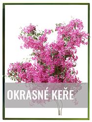 Okrasné keře