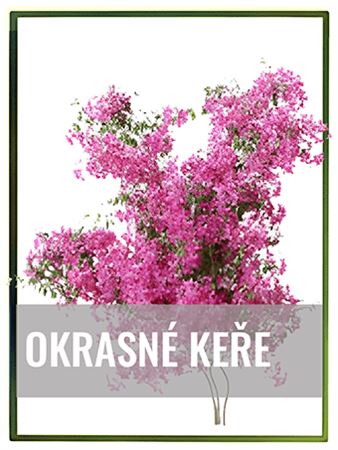 Okrasné keře