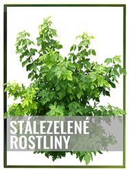 Stálezelené rostliny