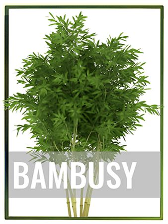 Bambusy