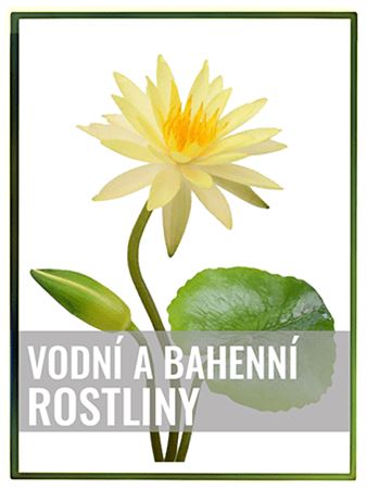 Vodní a bahenní rostliny