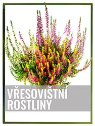 Vřesovištní rostliny