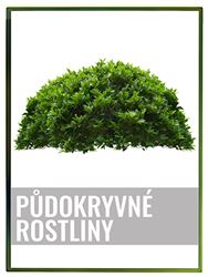 Půdopokryvné rostliny