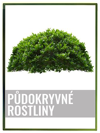 Půdopokryvné rostliny