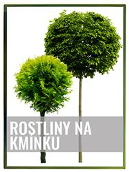 Rostliny na kmínku