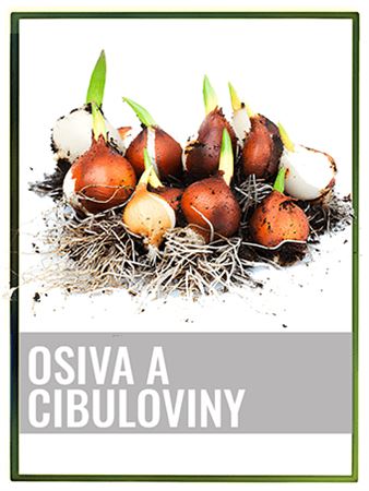 Osiva