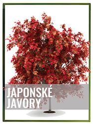 Japonské javory