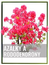 Azalky a rododendrony