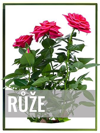 Růže