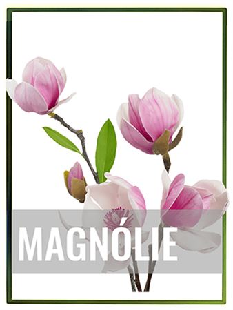 Magnólie